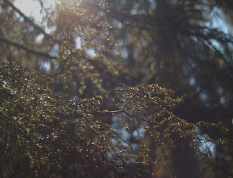 The sun shines through the branches of a tree. | The White Leaf 
